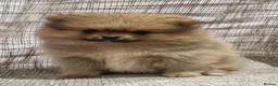 Pomeranian dogs for sale: 🐾🌟 Beautiful Pomeranian Puppies - Ready Now🌟🐾 - Advert 23