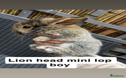 Mini Lop rabbits for sale: 2 x girl mini lops and 4 x lion head mini lops  - Image 3