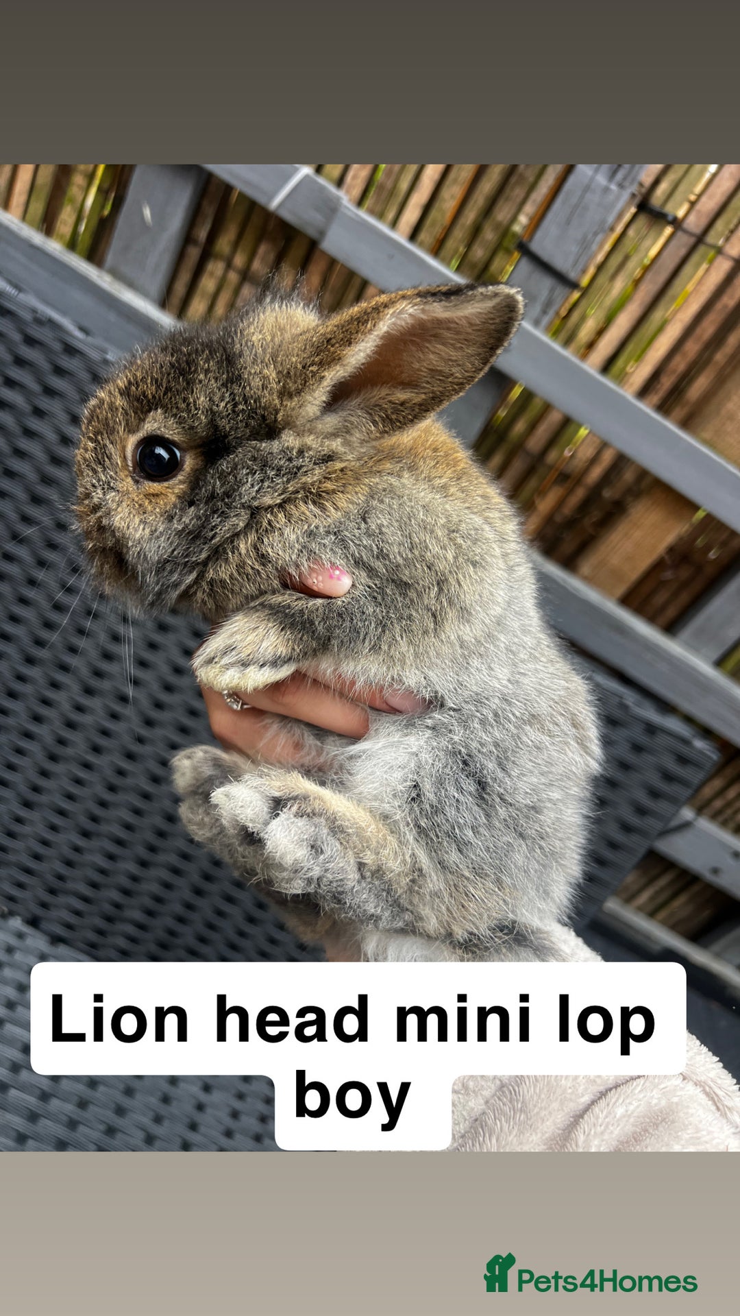 Mini Lop rabbits for sale: 2 x girl mini lops and 4 x lion head mini lops  - Image 3
