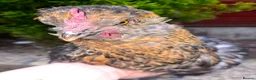Chickens poultry for sale: Araucana x Silkie boy - Advert 7