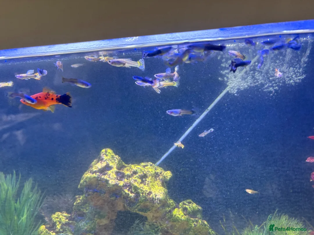 Live Bearers fish for sale: Fish tank for sale with fish - Advert 2