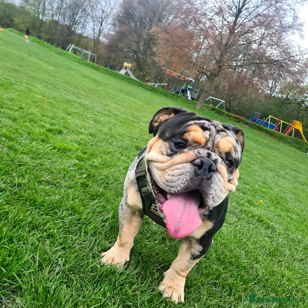 English Bulldog dogs for stud: Open for stud - proven producing fluffys.  in Leeds - Advert 6