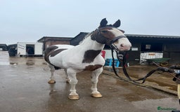 Irish Sports horses for sale: 🔆PROJECT HORSE SELLING FROM FIELD 🔆 - Image 1