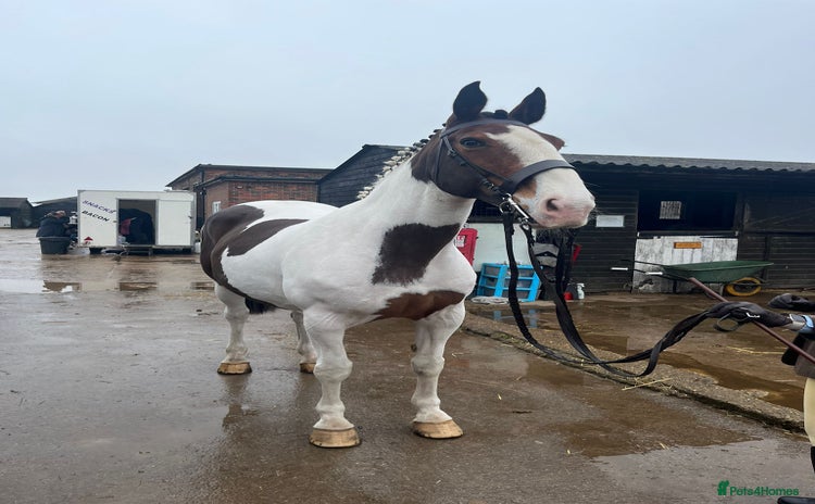 Irish Sports horses - Advert 1