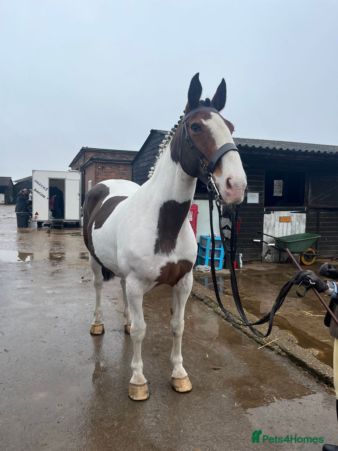 Irish Sports horses for sale: 🔆PROJECT HORSE SELLING FROM FIELD 🔆 - Image 1
