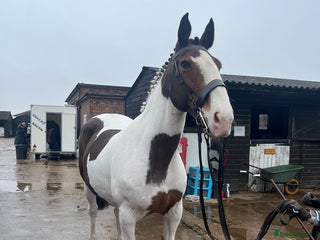Irish Sports horses - Advert 21