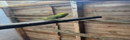 Budgerigars birds for sale: Budgies for sale £40 each collection mk404nn - Advert 13