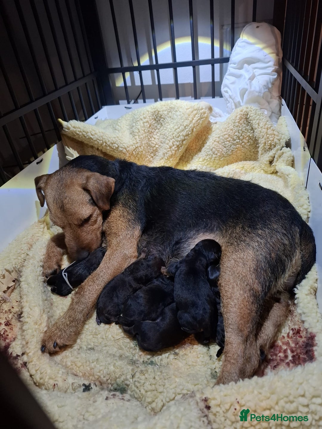 Lakeland Terrier dogs for sale: 🐾 Lakeland Terrier Puppies – Tag × Diesel 🐾 - Advert 3