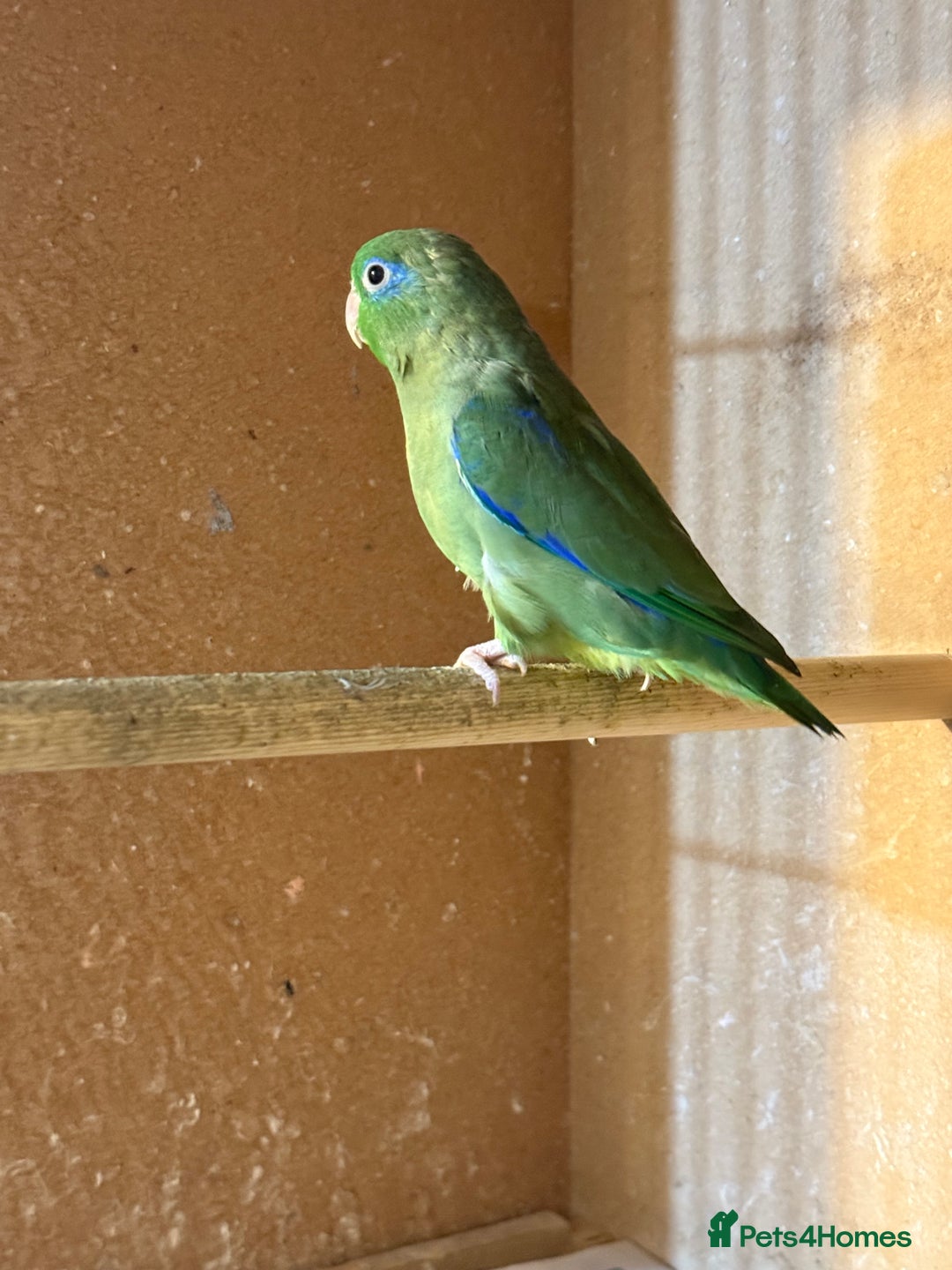 Lovebirds birds for sale: Parrotlet pair   - Image 6