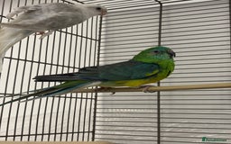 Conures birds for sale: TURQOISE PARROT / PERLY WHITE - Image 3