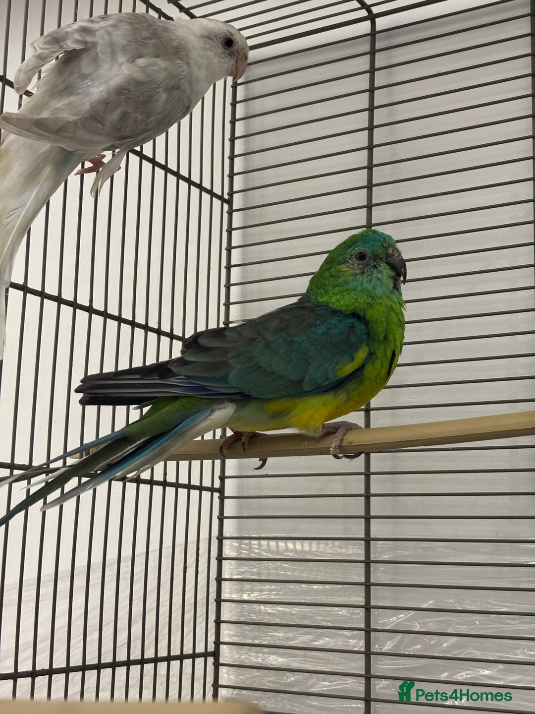 Conures birds for sale: TURQOISE PARROT / PERLY WHITE - Image 3