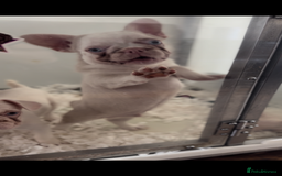 French Bulldog dogs for sale: PRICE REDUCED!! PINK HUSKY FRENCH BULLDOGS - Image 12