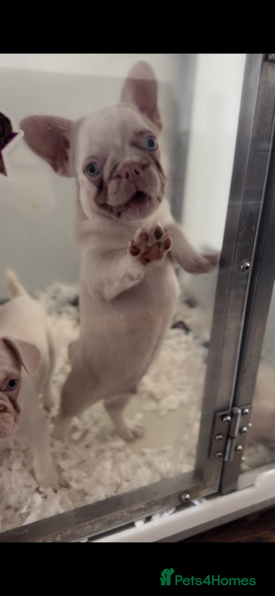 French Bulldog dogs for sale: PRICE REDUCED!! PINK HUSKY FRENCH BULLDOGS - Image 12