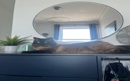 Ragdoll cats for stud: Ragdoll for stud  - Image 2