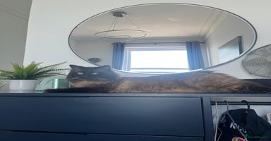 Ragdoll cats - Advert 10