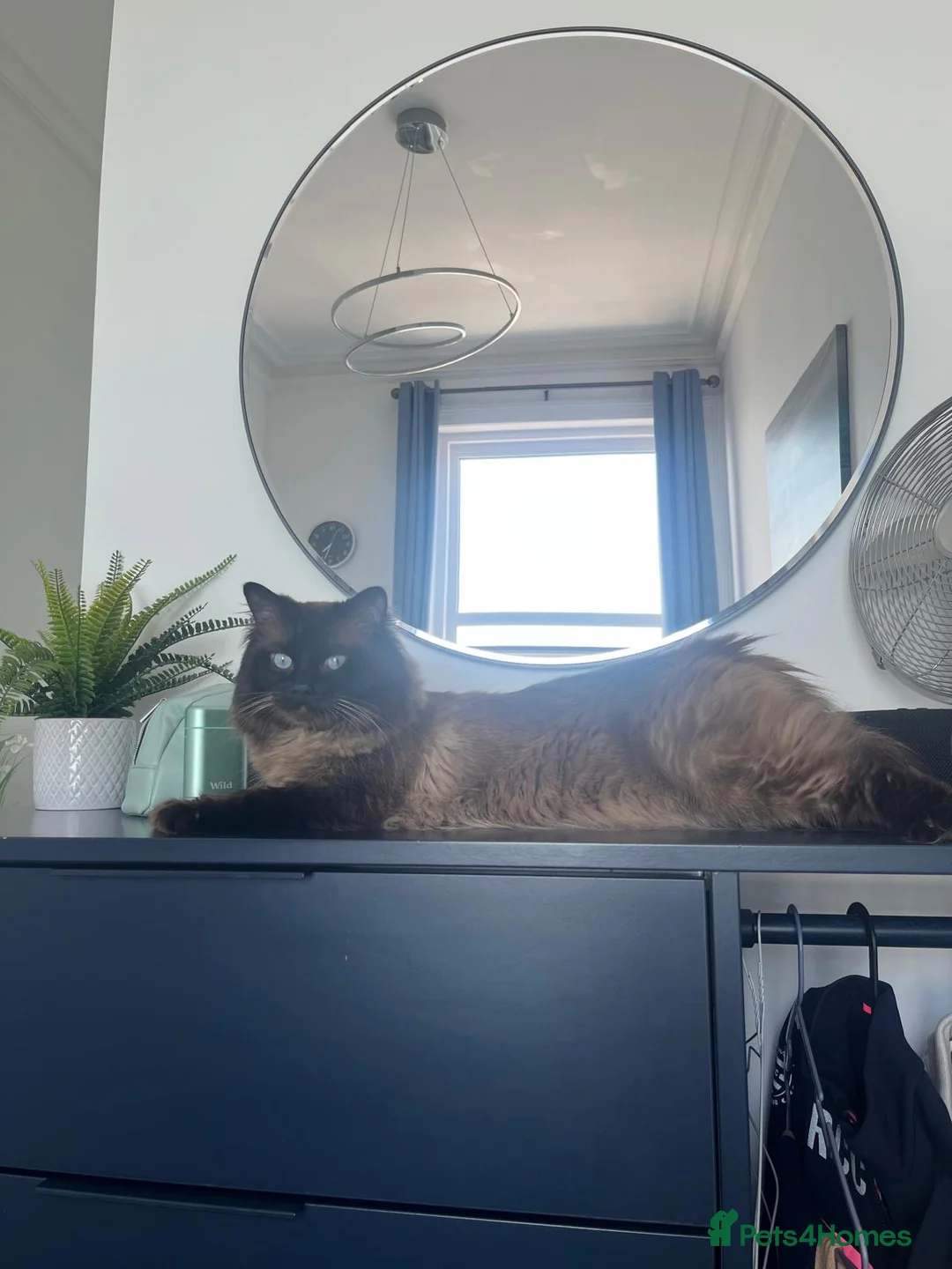 Ragdoll cats for stud: Ragdoll for stud  - Advert 2