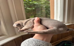 French Bulldog dogs for sale: Home Breed French Bulldog  - Advert 3