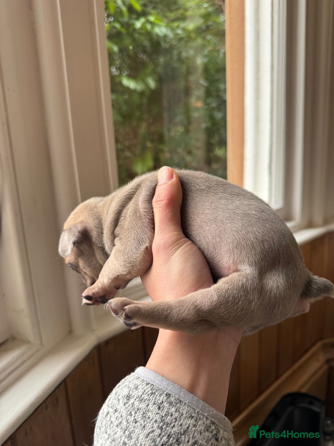 French Bulldog dogs for sale: Home Breed French Bulldog  - Advert 3