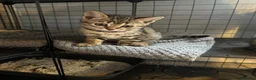 Bengal cats for sale: Stunning beautiful natured bengal cross kittens - Advert 21