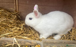 Netherland Dwarf rabbits for sale: Adult bunnies for sale - Image 8