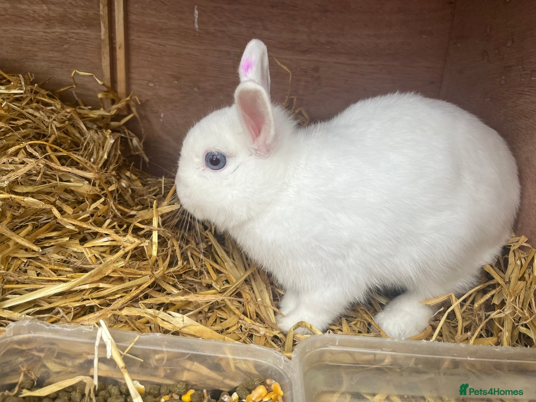 Netherland Dwarf rabbits for sale: Adult bunnies for sale - Image 8