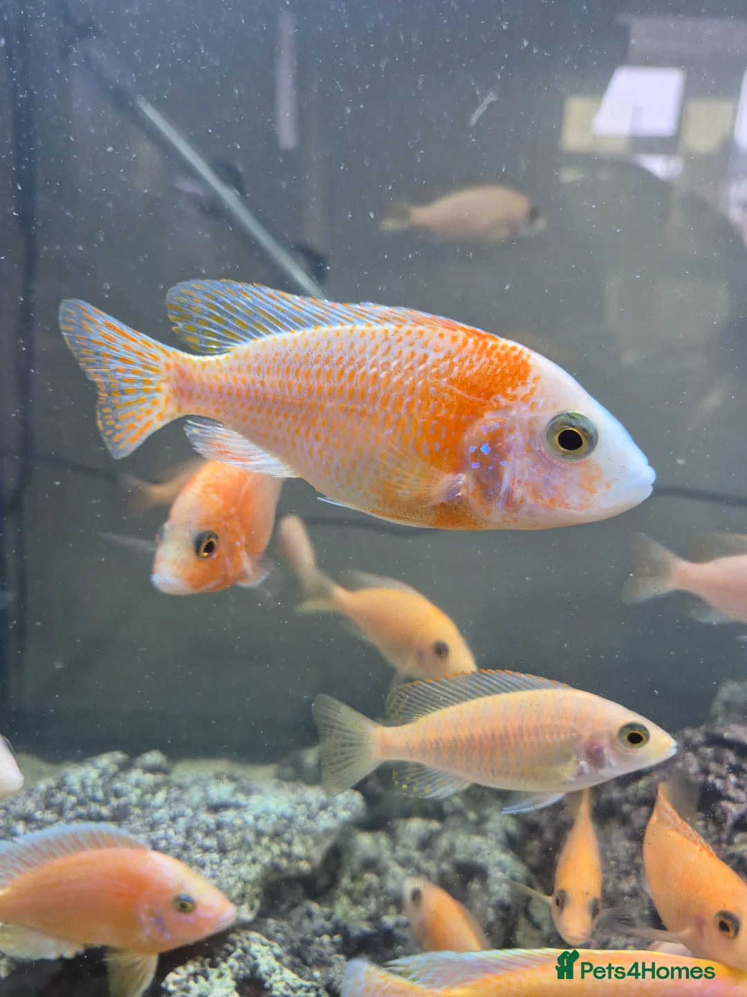 Cichlids fish for sale: African cichlids  - Advert 2