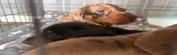 Miniature Dachshund dogs for sale: Miniature Dachshunds  - Advert 3