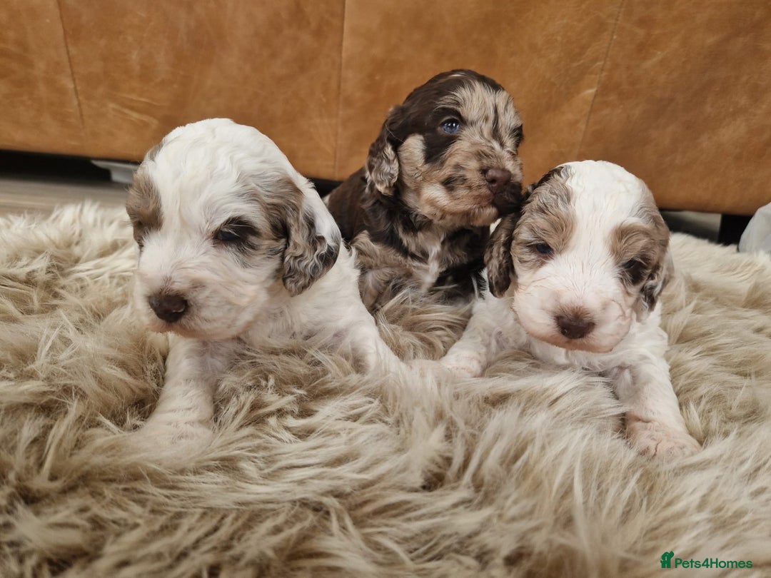 Cockapoo dogs for sale: Cockerpoo F1b Puppies expected 6 December  - Image 3