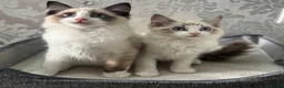 Ragdoll cats for sale: Beautiful Ragdoll Kittens - Advert 7