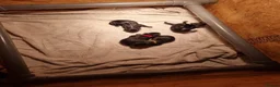 Labrador Retriever dogs for sale: KC Registered Black Labrador Puppies - Advert 13