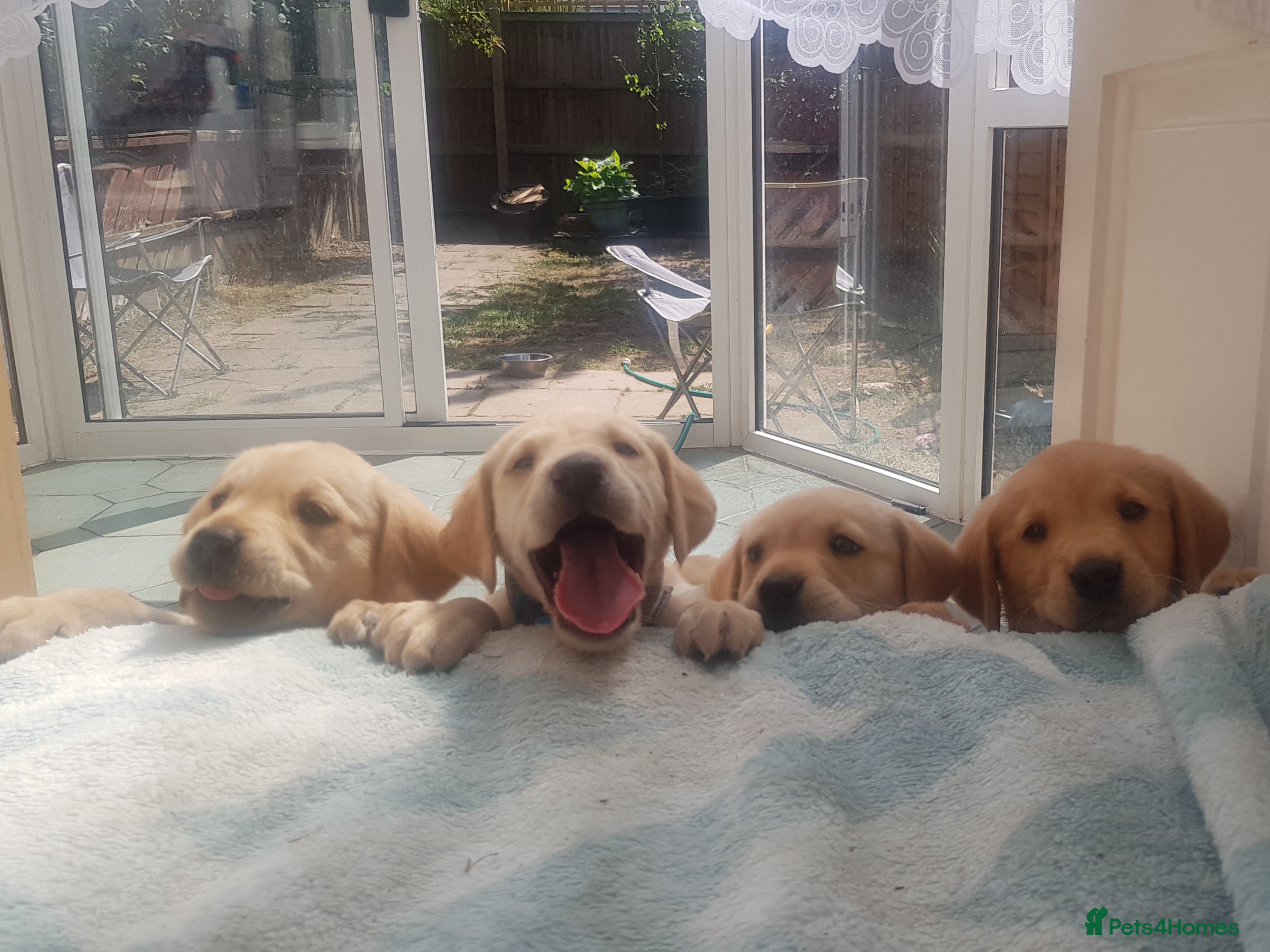 Labrador Retriever dogs Labrador fox red and golden puppy - Advert 3