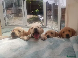 Labrador Retriever dogs Labrador fox red and golden puppy - Advert 3