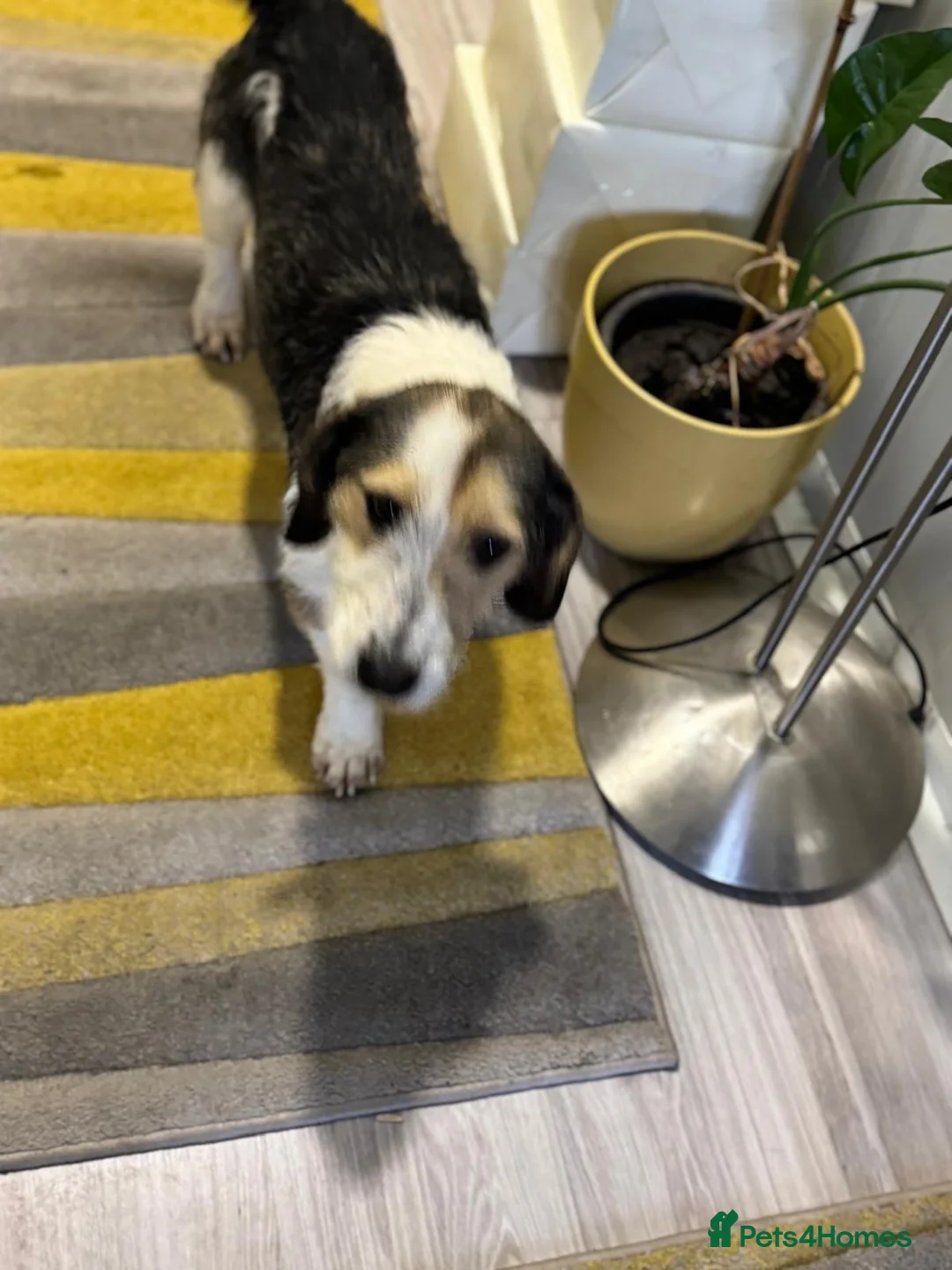 Mixed Breed dogs for adoption: Sweet Rami is looking for LOVE - Advert 16