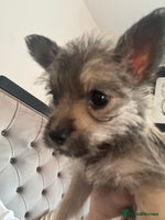 Mixed Breed dogs - Advert 11