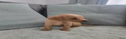 Labrador Retriever dogs for sale: Fox red labrador puppies  in Sunderland - Advert 18