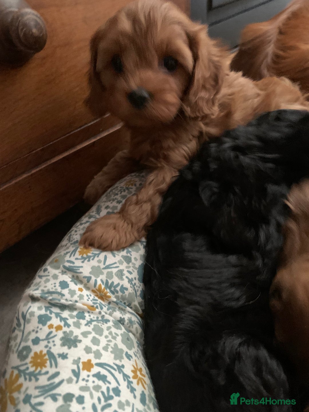 Cavapoo dogs for sale: Stunning premium F1 Cavapoo babies 🥰 - Image 19