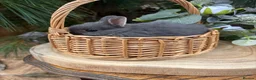 Netherland Dwarf rabbits for sale: Pure bred vaccinated* Netherland Dwarfs  - Advert 4