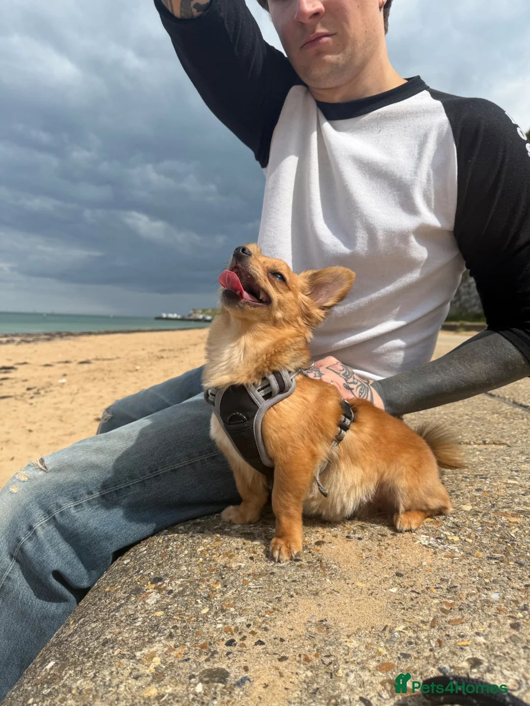 Mixed Breed dogs for sale: Ziggy - Chihuahua cross - Advert 2