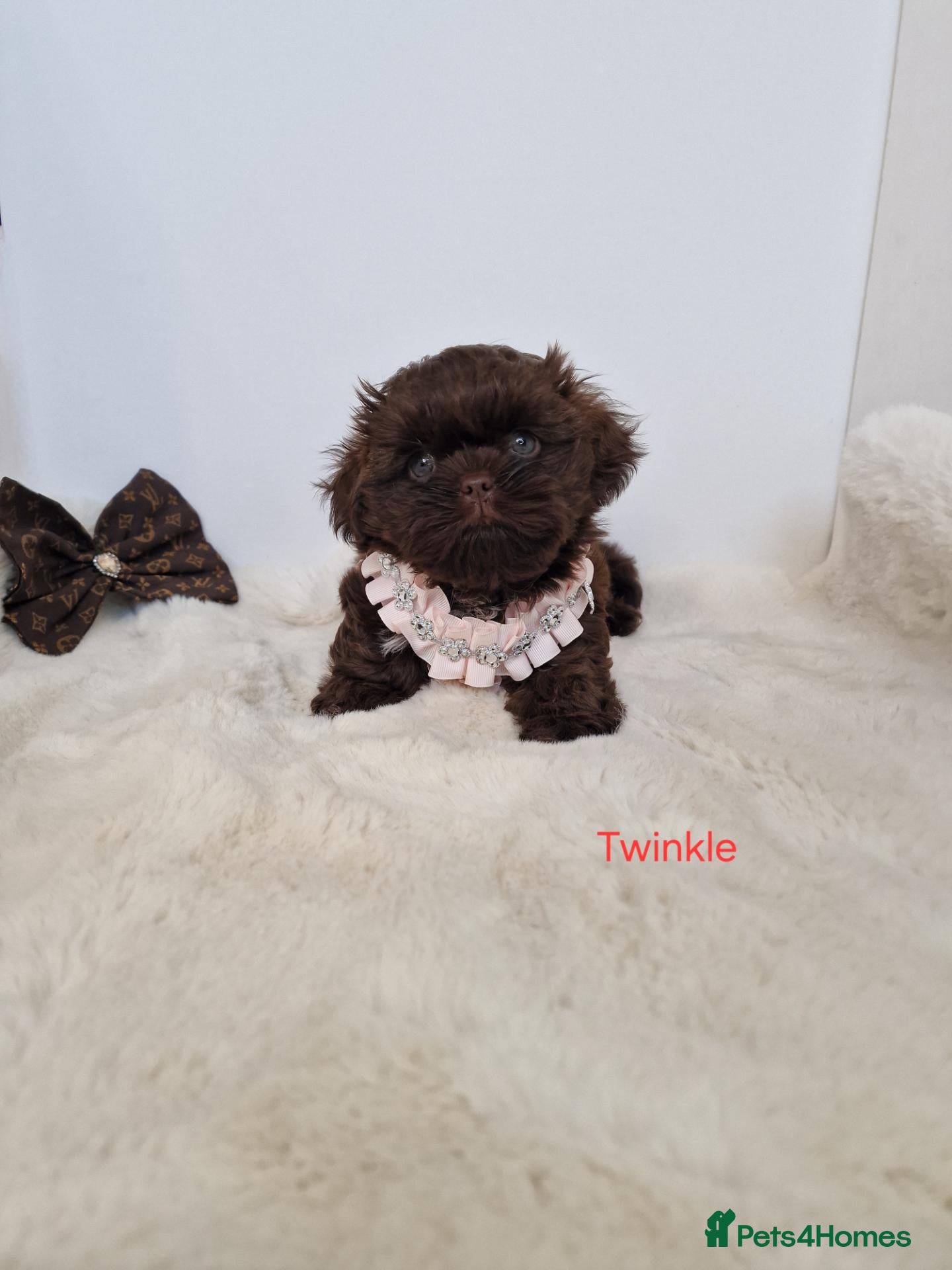 Shih Tzu dogs Chocolate Imperial Shih Tzu Grils  - Advert 2