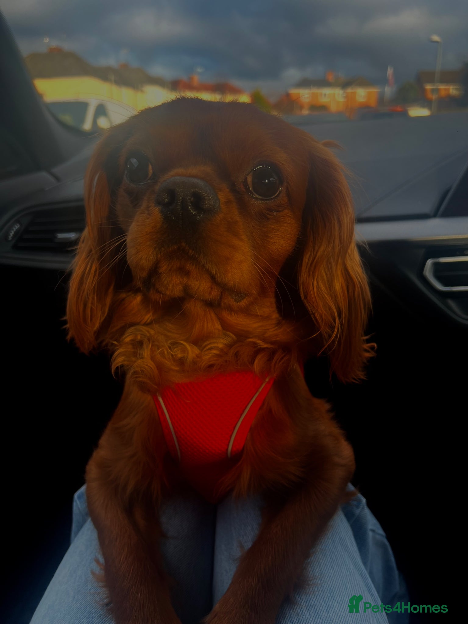 Cavalier King Charles Spaniel dogs Beautiful 3 Year Old Cavalier  - Advert 3