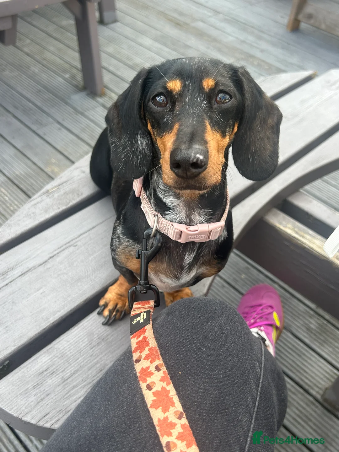 Miniature Dachshund dogs for sale: Miniature dachshund - Advert 2