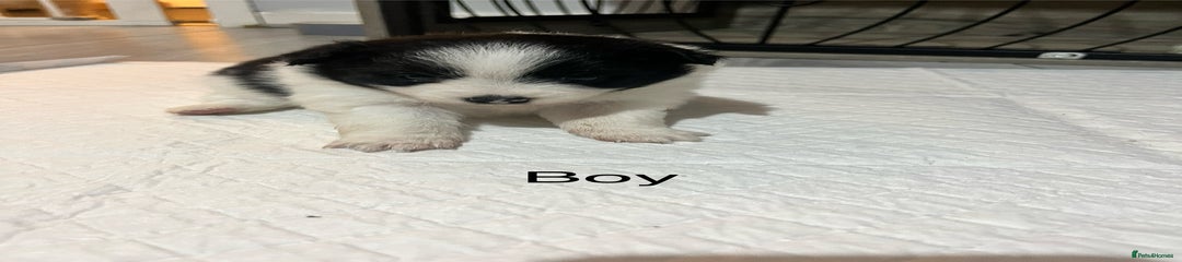 Pomeranian Puppy 4
