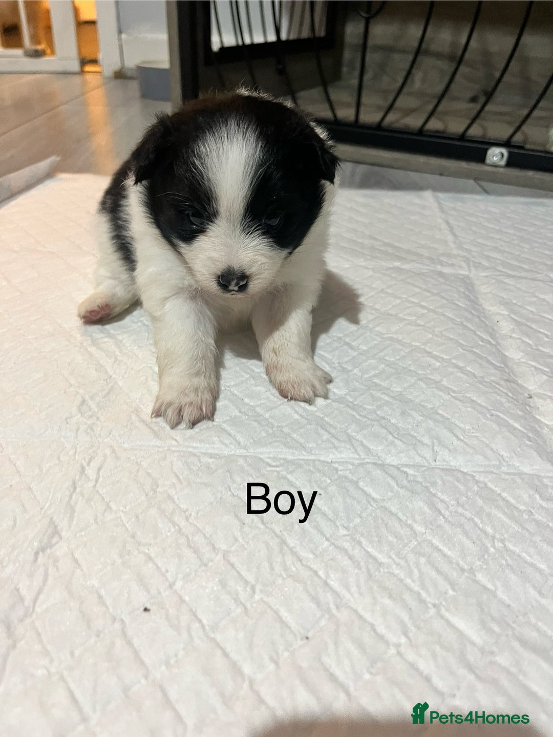 Pomeranian dogs for sale: Pomeranian puppy’s  - Image 4