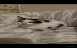 Mixed Breed cats for sale: 2 male kittens looking for their forever homes  - Image 3