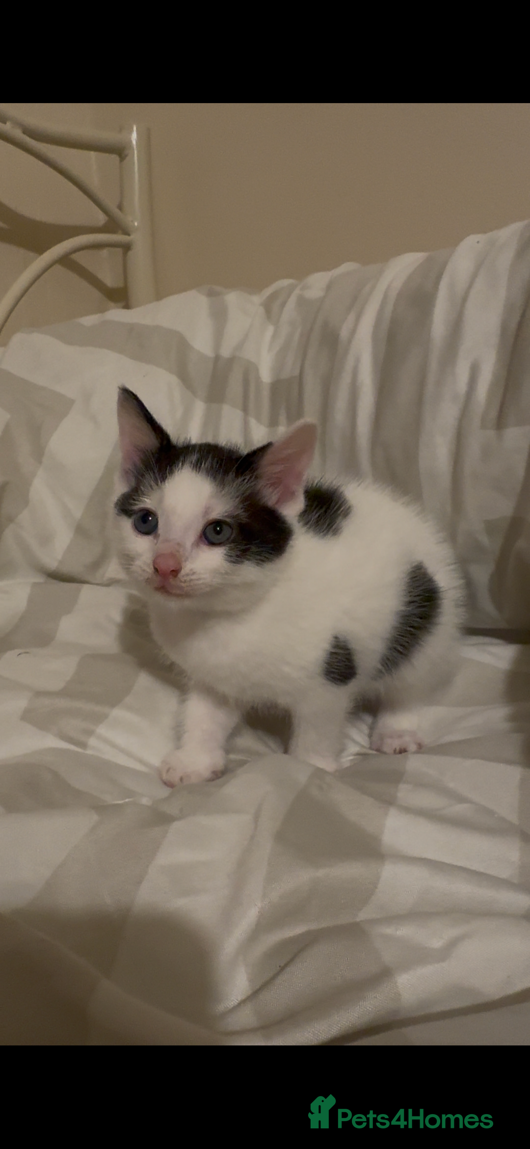 Mixed Breed cats for sale: 2 male kittens looking for their forever homes  - Image 3