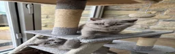 British Shorthair cats for sale: Beautiful lilac British shorthair sisters - Advert 7