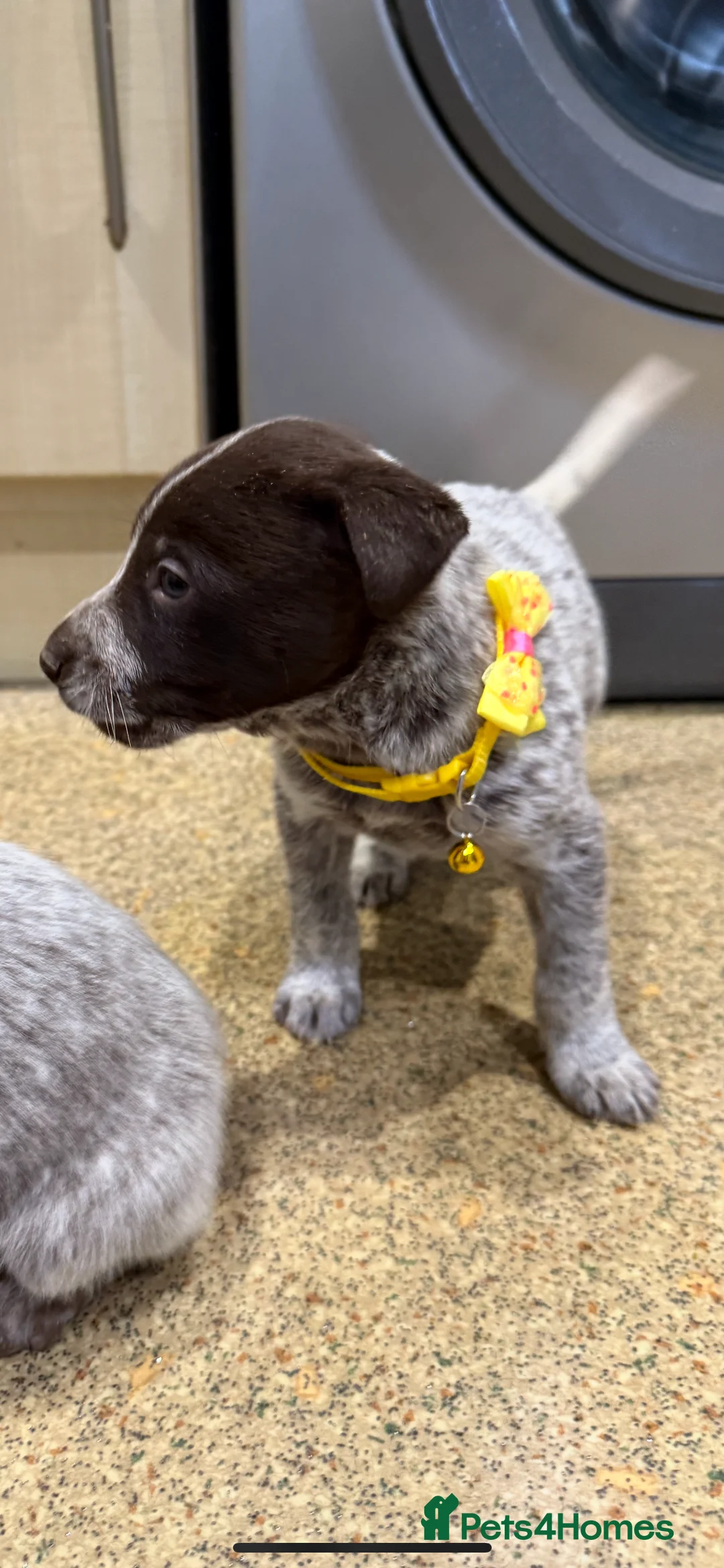 Mixed Breed dogs for sale: 4 Stunning German Shorthaired Pointer X 🐶 - Advert 5