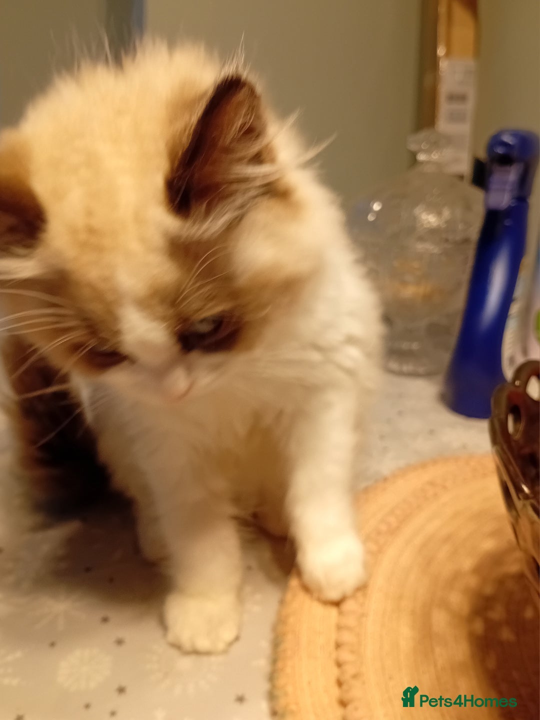 Mixed Breed cats for sale: Milky ,oreo - Advert 4