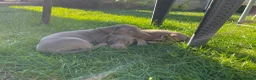 Miniature Dachshund dogs for sale: Miniature dachshund boys and girls  - Advert 12
