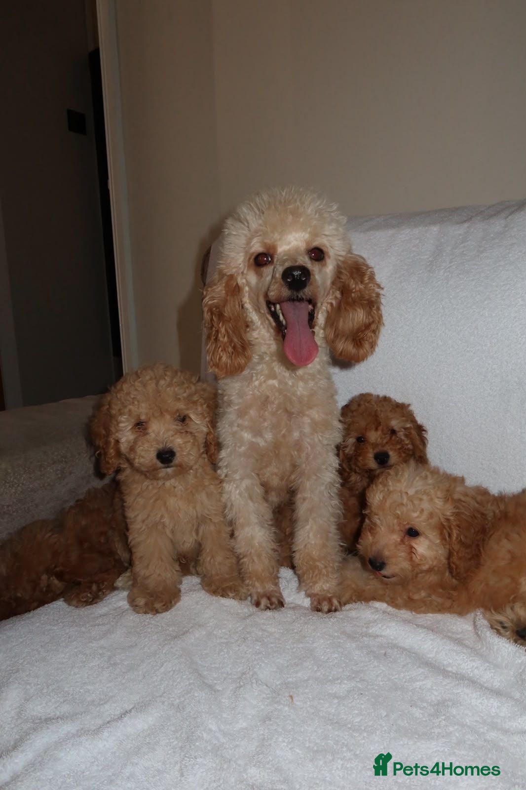 Toy Poodle dogs Toy poodle puppies  - Advert 2